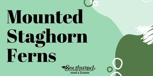 Mounted Staghorn Ferns with Southwood Home & Garden
